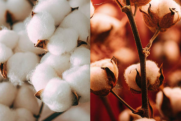 Side-by-side close-up of cotton bolls, one in soft natural light and the other with a warm, reddish hue.
