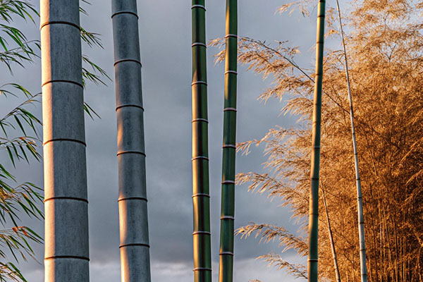 Close-up of tall bamboo stalks and golden foliage, lit by the warm glow of the setting sun under a cloudy sky.